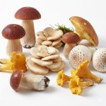 ฝันเห็นเก็บเห็ดดอกใหญ่ ชีวิตกำลังออกดอกผลิใบ มีโชคลาภก้อนโต พร้อมเลขเด็ดอัปเดต